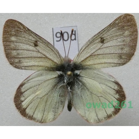 Colias nastes aliaska O. Bang-Haas, 1927 Canada90d